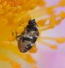 Anthrenus sp.